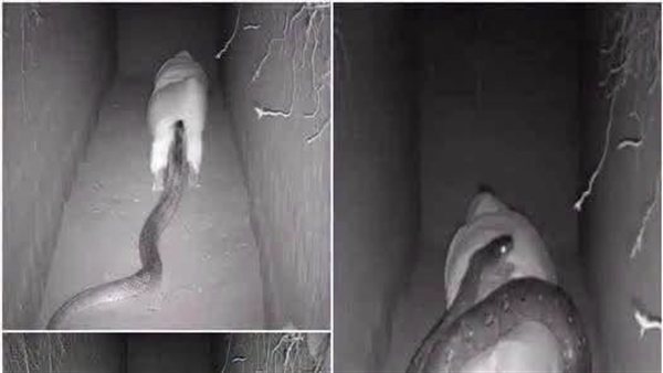 لمحة نيوز