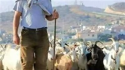 قصة راعي الغنم قال لها أريد أن أخطبك كاملة